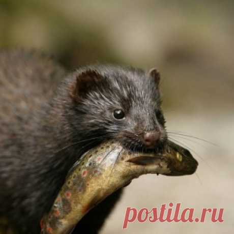 И рыбалка, и... приобщение к природе - МирТесен