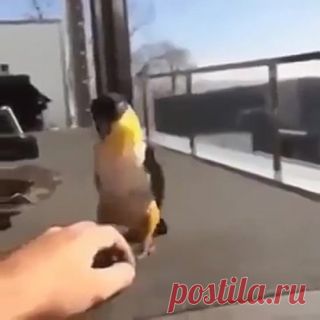 Попугай-кавказец бросил вызов джигитам