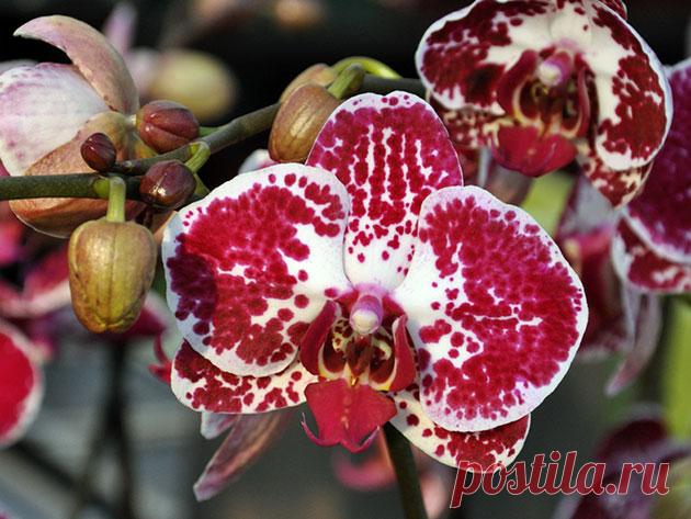 Орхидея фаленопсис – уход в домашних условиях, размножение фаленопсиса и пересадка, фото фаленопсиса