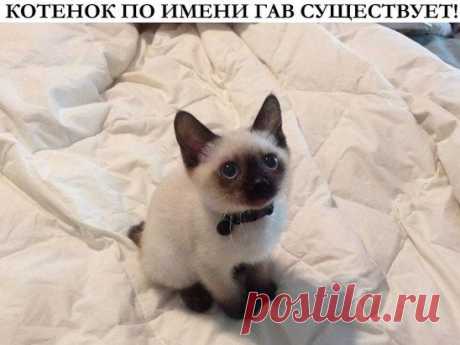 (1) Одноклассники