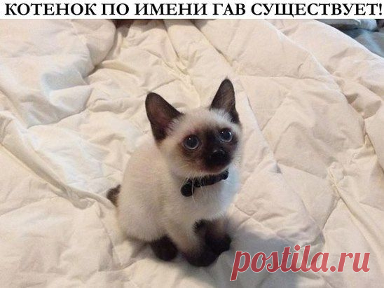 (1) Одноклассники
