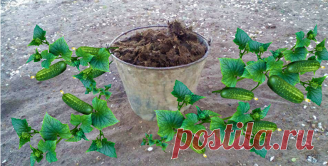 Ставим ведро с навозом — и по кругу сажаем огурцы. Метод подсмотрела у агронома | Маленький сад на краю Вселенной | Яндекс Дзен