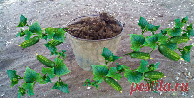 Ставим ведро с навозом — и по кругу сажаем огурцы. Метод подсмотрела у агронома | Маленький сад на краю Вселенной | Яндекс Дзен