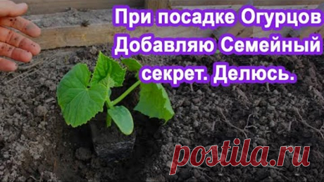 В лунку при Посадке Огурцов добавьте Этот раствор. Огурцы завалят урожаем, а также будут хрустящими.