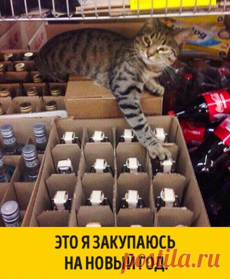 15 животных, которые ждут Нового года, совсем как мы