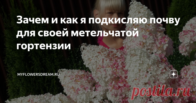 Зачем и как я подкисляю почву для своей метельчатой гортензии Всем привет! Моя метельчатая гортензия 