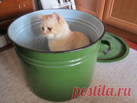 Котэ не мелочатся!