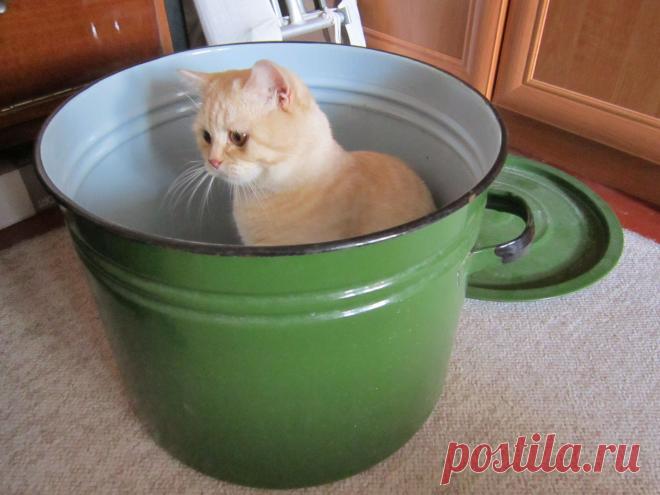 Котэ не мелочатся!