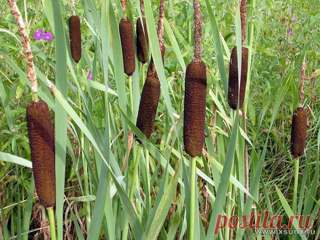 Лекарственное растение рогоз широколистный