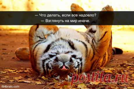 картинки - Поиск в Google
