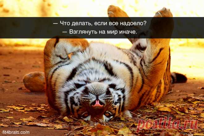 картинки - Поиск в Google