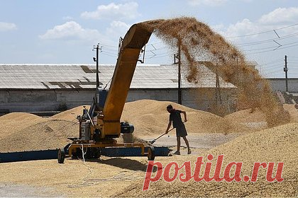 Североафриканская страна купила у России беспрецедентные объемы зерна