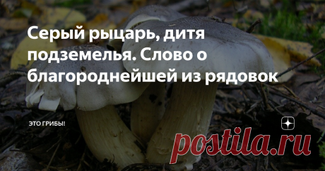 Серый рыцарь, дитя подземелья. Слово о благороднейшей из рядовок Рядовка. Грибнику, выращенному бабушкой на "благородных" подберезовиках и маслятах, само слово кажется каким-то подозрительным и неаппетитным, будто химией какой-то отдаёт. Научиться ценить грибы этого рода, не зная лучших его представителей, "за глаза" практически невозможно. Это я вам по личному опыту говорю. Но первая встреча может всё изменить. Опять же - по личному опыту... Прохладный ноябрьский день, со...