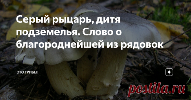 Серый рыцарь, дитя подземелья. Слово о благороднейшей из рядовок Рядовка. Грибнику, выращенному бабушкой на 