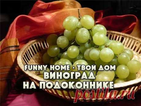 ЗЕЛЕНЫЕ САЖЕНЦЫ ВИНОГРАДА НА ПОДОКОННИКЕ
