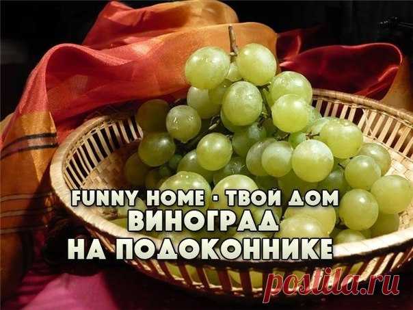 ЗЕЛЕНЫЕ САЖЕНЦЫ ВИНОГРАДА НА ПОДОКОННИКЕ
