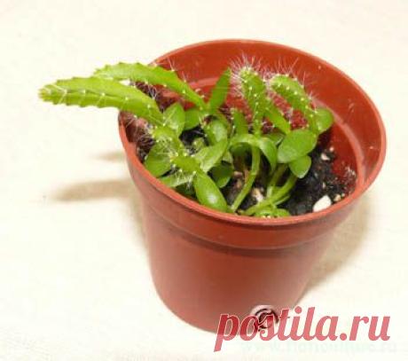 Питахайя, питайя, плодоносящий кактус, драконовый фрукт (Hylocereus undatus, Dragon fruit). Уход за плодоносящим кактусом: содержание и размножение