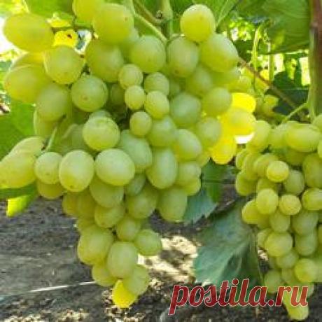 Виноград Супер Экстра - купить саженцы из питомника, цена в Нижнем Новгороде