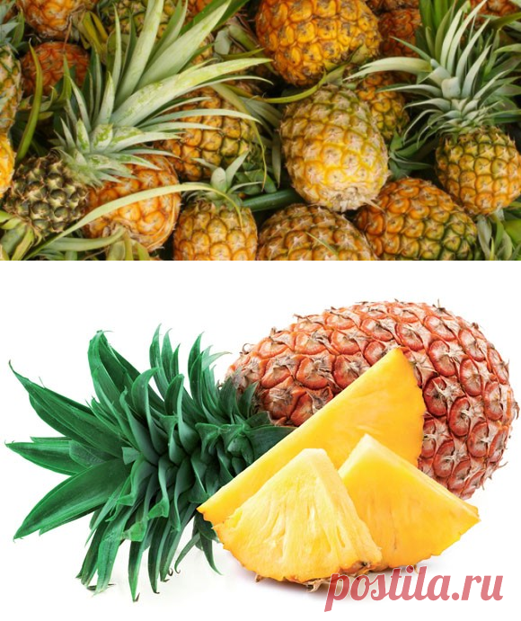 Ананас: польза и вред для здоровья, факты, видео
В статье о пользе и противопоказаниях экзотического фрукта. Его состав, калорийность. Как правильно выбрать, как лучше разрезать и как хранить. Это многолетнее травянистое растение родом из Южной Америки. Как ананас появился в Европе? Нетрудно догадаться, что это дело рук Христофора Колумба! В 1490-х годах он притащил этот сладкий плод с островов Карибского бассейна. Теперь ананас растет в тропических странах всего земного шара.