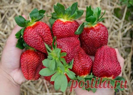 Земляника садовая «Мармелада» — наслаждайтесь фантастически щедрым урожаем!