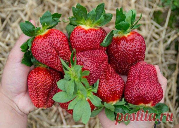 Земляника садовая «Мармелада» — наслаждайтесь фантастически щедрым урожаем!