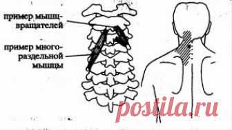 ШОКИРУЮЩАЯ ПРАВДА О ШЕЙНОМ ОСТЕОХОНДРОЗЕ. УНИКАЛЬНЫЙ САМОМАССАЖ ШЕИ, Видео, Смотреть онлайн