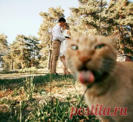 Смешные свадебные фото: подборка безумных кадров