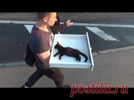 Этот покалеченный котенок доказал, что черным котам тоже везет