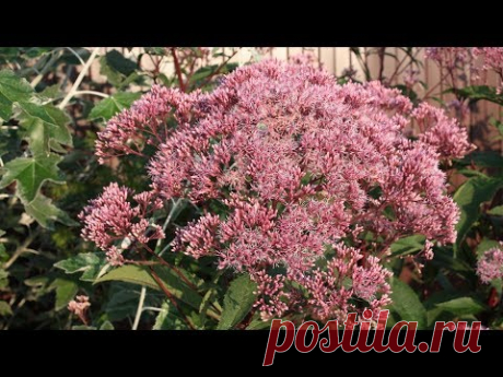Самые неприхотливые растения, которые растут очень быстро
