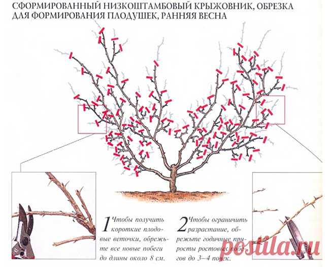 Заросли все гуще, а урожай все меньше: крыжовник.
