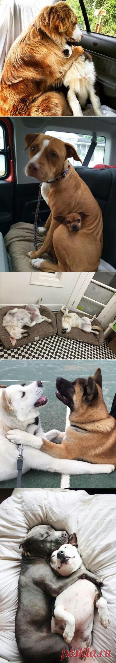 Невероятно трогательные собачьи пары