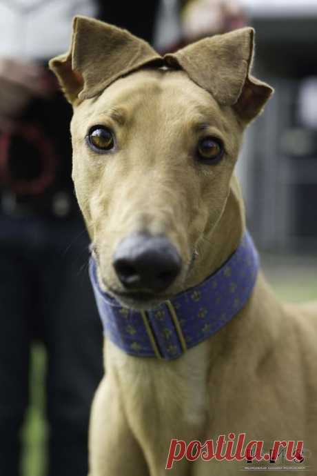 Найдено на сайте handsomedogs.tumblr.com.