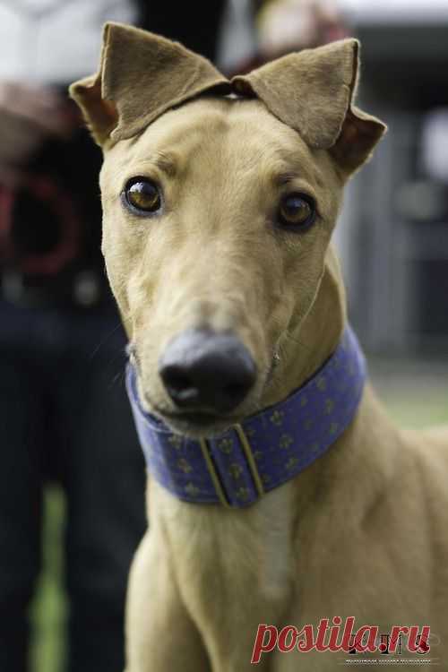 Найдено на сайте handsomedogs.tumblr.com.