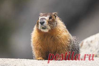 Российский школьник спас сурка от собак. Школьник в селе Старая Лопуховка в Саратовской области спас сурка от бродячих собак. Собаки атаковали большого степного сурка, когда он забрел на улицу Центральную и переходил дорогу. В ситуацию вмешался школьник, который услышал животное, и отогнал собак. Он также дождался, пока сурок убежит и спрячется.