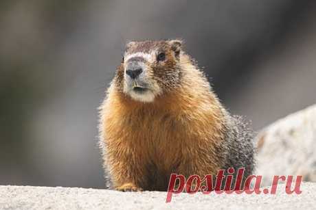 Российский школьник спас сурка от собак. Школьник в селе Старая Лопуховка в Саратовской области спас сурка от бродячих собак. Собаки атаковали большого степного сурка, когда он забрел на улицу Центральную и переходил дорогу. В ситуацию вмешался школьник, который услышал животное, и отогнал собак. Он также дождался, пока сурок убежит и спрячется.