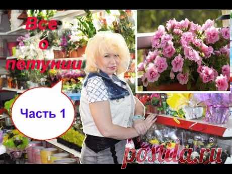 Все о петунии. Много полезных советов. Часть 1