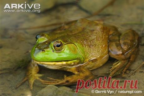 arkive animals - Поиск в Google