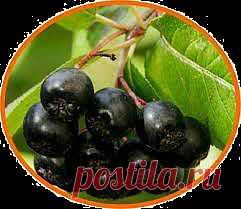 Заготовки: подборка рецептов заготовок из черноплодной рябины..