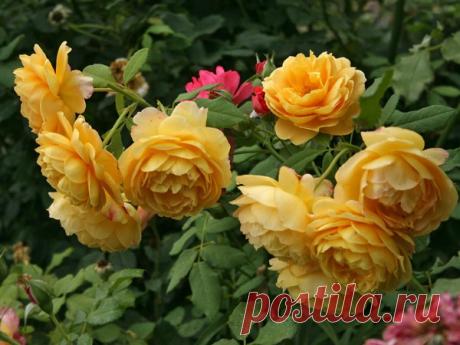 Хотелки по розам - Babyblog.ru