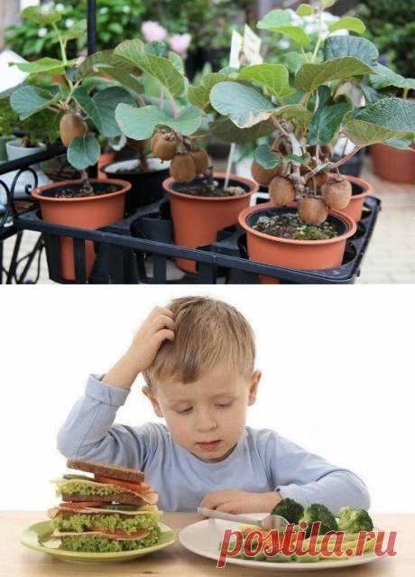 (9) Одноклассники