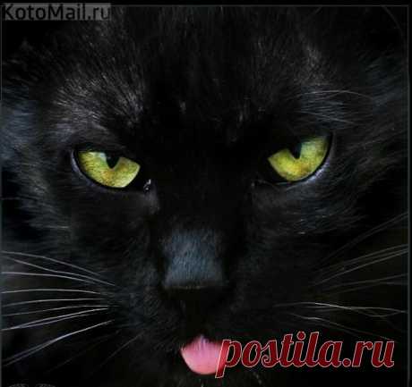 Чёрный квадрат Мурлевича