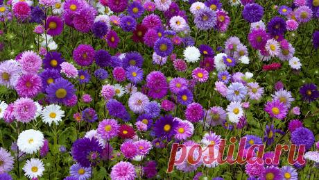 Asters_Many_Multicolor_537153_1920x1080.jpg (1920×1080)