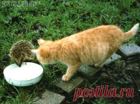 Что за диво дивное пьёт моё молоко...?