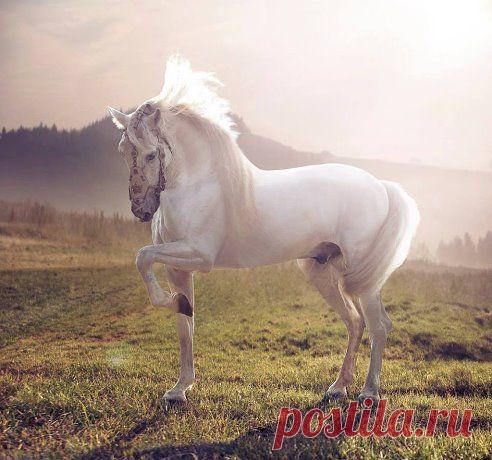 (14) Одноклассники