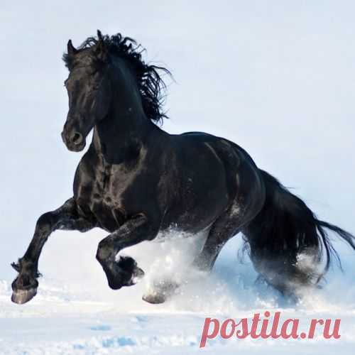 15 лошадей, от красоты которых перехватывает дыхание