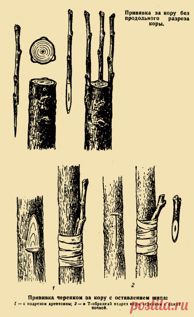 Самая полная информация о прививкахПрививка и перепрививка плодовых деревьев. Садовый практикум. Ландшафтно-художественная мастерская ПЕЙЗАЖ.