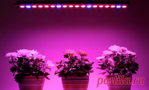 Лампа для рассады: как сделать подсветку в домашних условиях