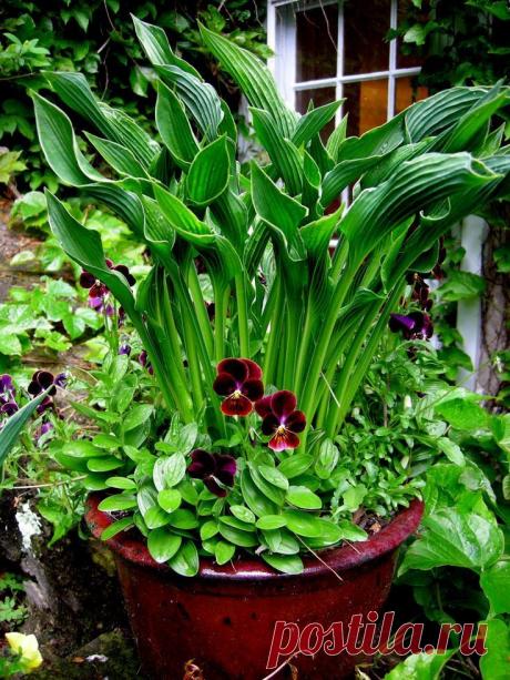 Выращивание цветов | Записи в рубрике Выращивание цветов | Дневник Nik2003