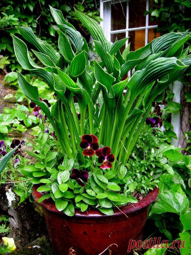 Выращивание цветов | Записи в рубрике Выращивание цветов | Дневник Nik2003