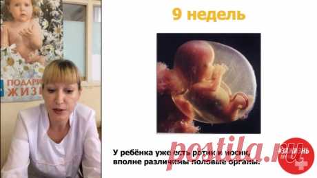 Камнева Ирина Алексеевна, Врач акушер-гинеколог, 
г. Приморско-Ахтарск
СДЕЛАЙТЕ ВСЁ, ЧТОБЫ ОСТАНОВИТЬ УЗАКОНЕННОЕ ДЕТОУБИЙСТВО!

Этапы внутриутробного развития ребёнка в медицине условно разделяются на два этапа: 
1. Эмбриональный период: продолжается с момента зачатия до 8 недель. В этот период закладываются и формируются все основные системы и органы организма ребенка.
2. Плодный период: продолжается рост и развитие систем и органов ребенка.